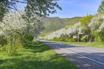Road along which apple trees bloom.