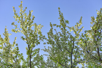 Blossoming apple tree branches against the blue sky.