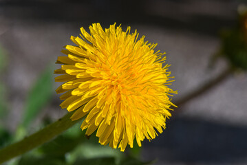 Yellow dandelion closeup on a sunny day. Macro.