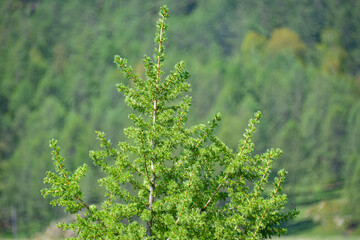 Young larch tree, on a sunny day.