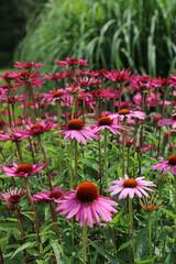 Bed of Purple Coneflower blooms in summer, Derbyshire England
