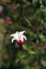 Closeup of a single Clematis Texensis bloom, Derbyshire England
