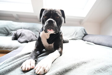 American Bulldog mix breed dog lounging on a bed, relaxed and content, enjoying a peaceful nap.