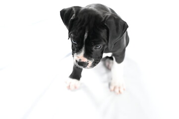 A small black and white dog with short fur stands on a pristine white surface, looking alert and curious.