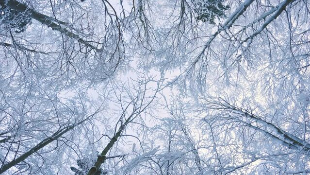 Upwards view panorama of frozen trees in cold winter forest nature