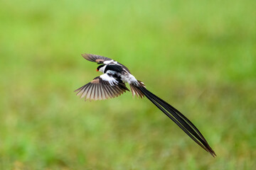 Pin Tailed Whydah