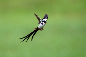 Pin Tailed Whydah