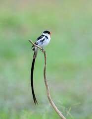 Pin Tailed Whydah