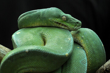 green snake
