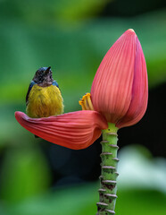 Yellow Vented Sunbird