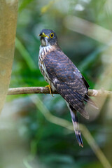 Hudson Hawk Cuckoo