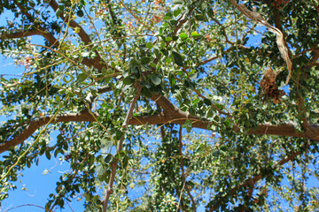Tree with green leafs and blue sky
