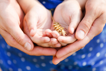 Hands of a mother and her little daughter holding wheat