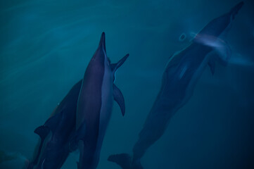 Swimming Dolphins in the Indian Ocean