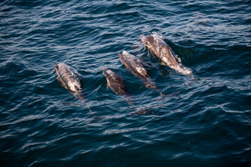 Fototapeta premium Swimming Dolphins in the Indian Ocean