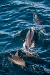 Swimming Dolphins in the Indian Ocean