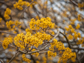 Nahaufnahme von kleinen Zweigen mit gelben Blüten der Kornelkirsche (Cornus mas).
