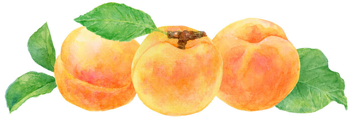 ３つ並んだ杏　水彩画イラスト