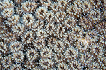 Detail of a Galaxea coral colony growing on a beautiful reef in Raja Ampat, Indonesia. This...