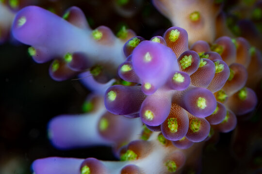 The polyps of a fragile staghorn coral, Acropora sp., show fluorescence on a beautiful reef in Raja Ampat, Indonesia. This tropical region supports the greatest marine biodiversity on the planet.