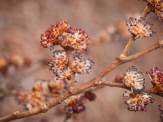 Blühende Bergulme. An einem kleinen Zweig  der Ulme (Ulmus glabra) befinden sich zwittrige Blüten.