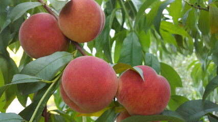 A lush canopy of leaves, branches heavy with juicy peaches