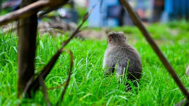 Bonnet Macaque,  Eating Grass while sitting in grass land 