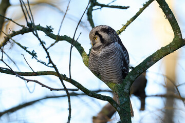 Northern hawk owl (Surnia ulula)
