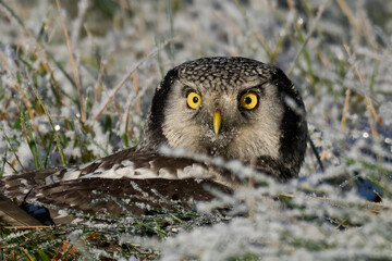 Northern hawk owl (Surnia ulula)