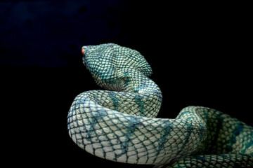 tropidoleamus subannulatus 