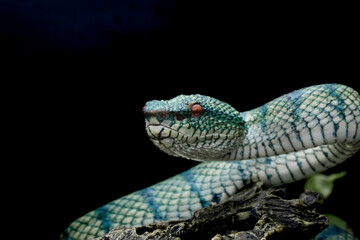 tropidoleamus subannulatus 