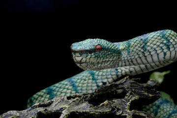 tropidoleamus subannulatus 