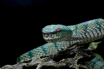 tropidoleamus subannulatus 