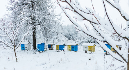 beehives in the winter garden..