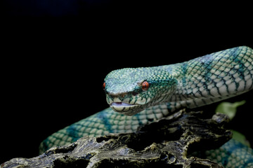 tropidoleamus subannulatus 