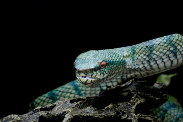 tropidoleamus subannulatus 