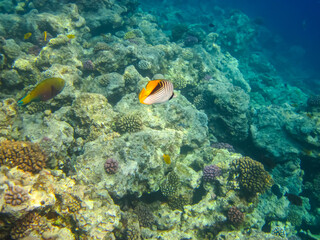Chaetodon auriga or Cuneiform butterfly in the coral reef of the Red Sea