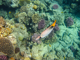 Naklejka na ściany i meble Chaetodon auriga or Cuneiform butterfly in the coral reef of the Red Sea