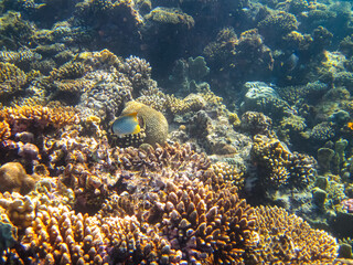 Chaetodon auriga or Cuneiform butterfly in the coral reef of the Red Sea
