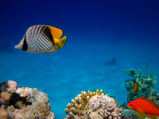 Fototapeta na wymiar Chaetodon auriga or Cuneiform butterfly in the coral reef of the Red Sea