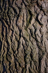 close up of the bark of a tree