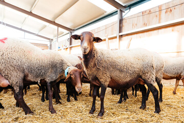 Flock of sheep in barn
