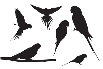 Parrots. Vector images. White background.