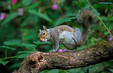 Naklejka na ściany i meble Grey squirrel on a log in the woods