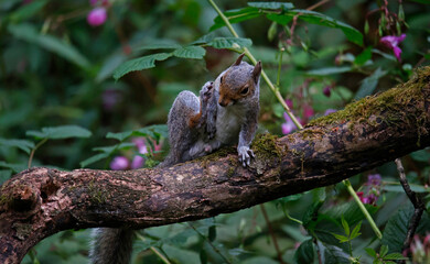 Grey squirrel on a log in the woods