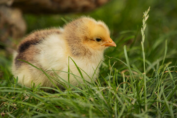 little chick sits in the grass near its mother