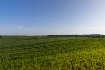 a large number of green wheat sprouts in the spring season