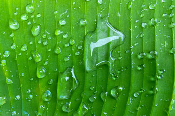 Large raindrops on a green banana leaf after rain in the tropics