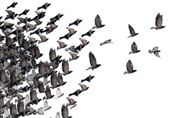 flying birds formation of pigeons many  isolated for backgound