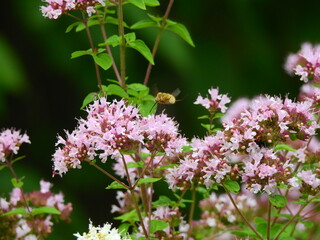 Thymus blooming with insect life on allotment